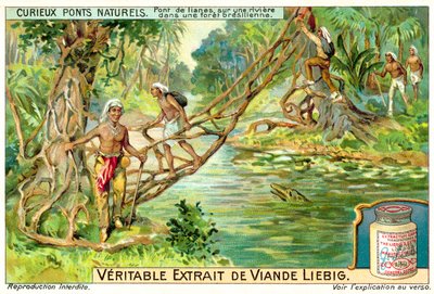 Brücke aus Lianen über einen Fluss im brasilianischen Regenwald von European School