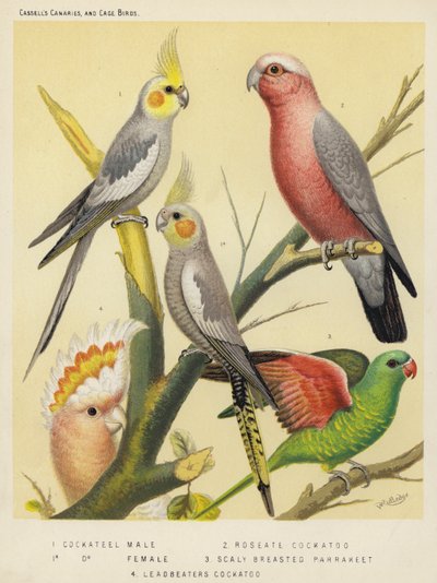 Nymphensittich, Männchen, Weibchen, Rosakakadu, Schuppenbrustsittich, Leadbeaters Kakadu (Farblitho) von European School