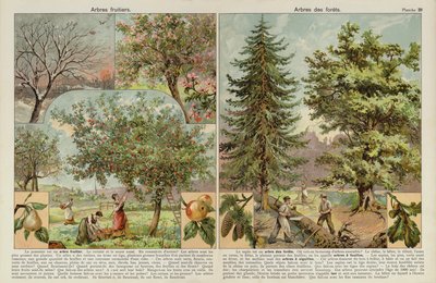 Obstbäume und Bäume des Waldes von European School