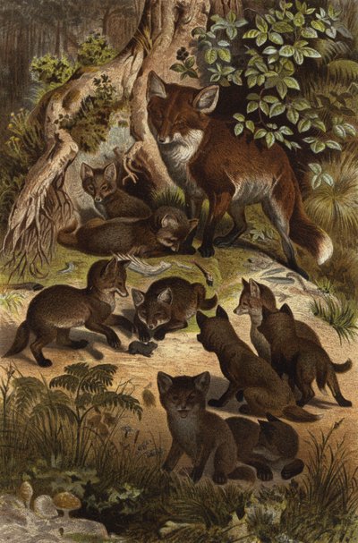 Fuchs von European School