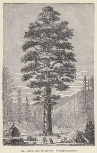 Riesige Zeder von Kalifornien, Wellingtonia gigantea von European School
