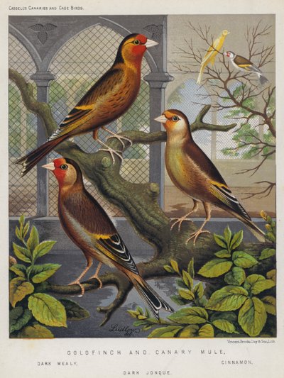 Stieglitz und Kanarienvogel-Mischling, Dunkel Mealy, Zimt, Dunkel Jonque von European School