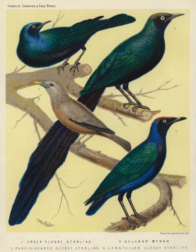 Grüner Glanzstar, Malabar-Mynah, Purpurkopf-Glanzstar, Langschwanz-Glanzstar von European School