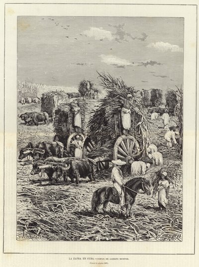 Ernte in Kuba von European School