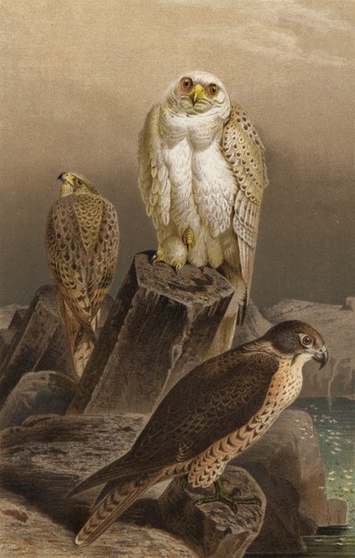 Jagdfalke von European School
