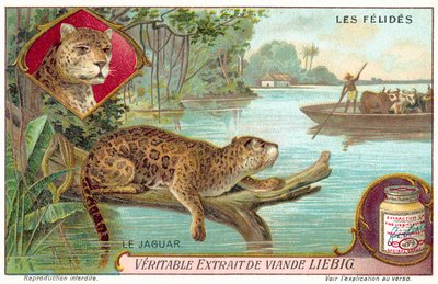 Jaguar von European School