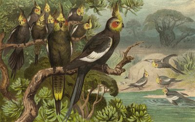 Keilschwanz-Kakadu, Corella von European School