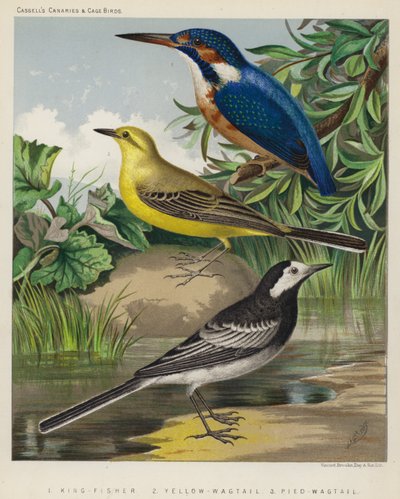Eisvogel, Schafstelze, Bachstelze (Farblithografie) von European School