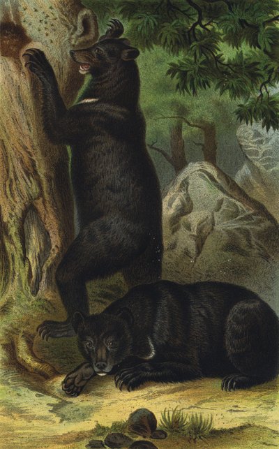 Kragenbär von European School