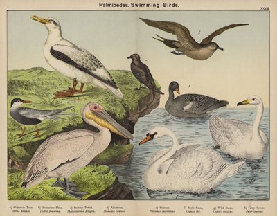Palmipedes, Schwimmvögel von European School