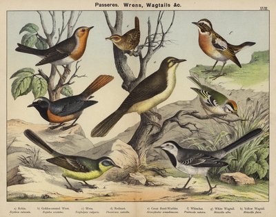 Sperlingsvögel, Zaunkönige, Bachstelzen von European School
