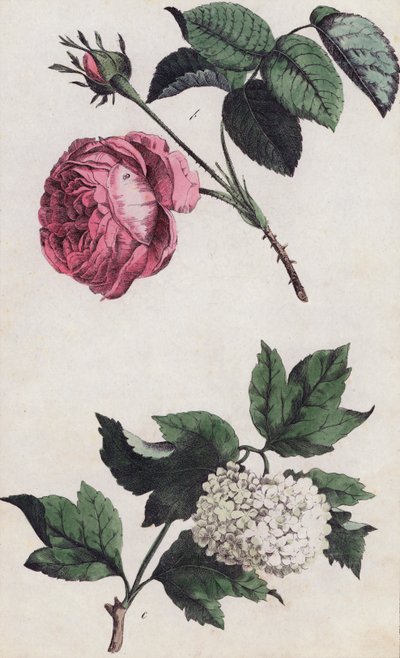 Rosa Rose und weiße Hortensie von European School