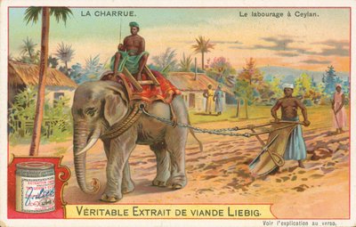 Pflügen mit Elefanten, Ceylon, Liebig-Karte, frühes 20. Jahrhundert von European School