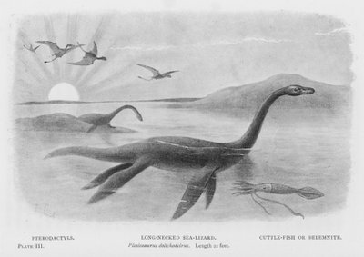 Pterodaktylen, Langhalsiger Seelurch, Plesiosaurus dolichodeirus, Länge 22 Fuß, Tintenfisch oder Belemnit (Lithografie) von European School
