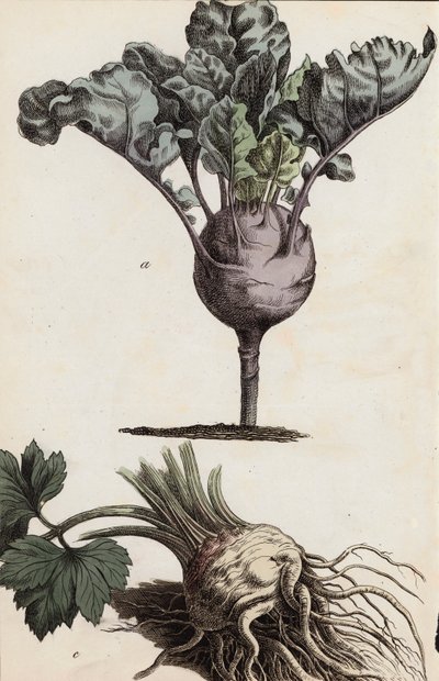 Wurzelgemüse (Farblithografie) von European School