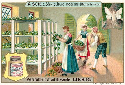 Seidenproduktion im Süden Frankreichs von European School
