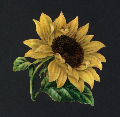 Viktorianische Schnipsel: Sonnenblume von European School
