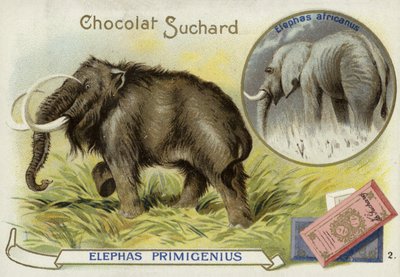 Wollmammut und Afrikanischer Elefant von European School