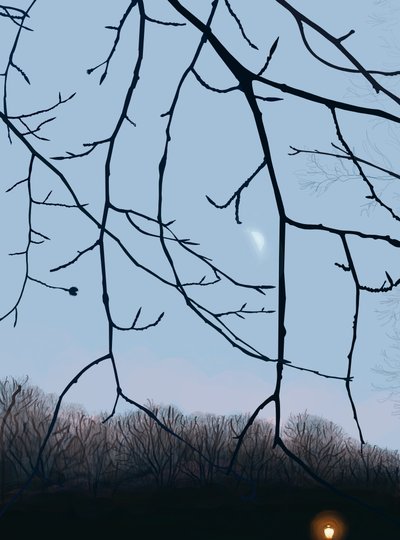 Äste, Morgendämmerung, Prospect Park von Evan Sklar