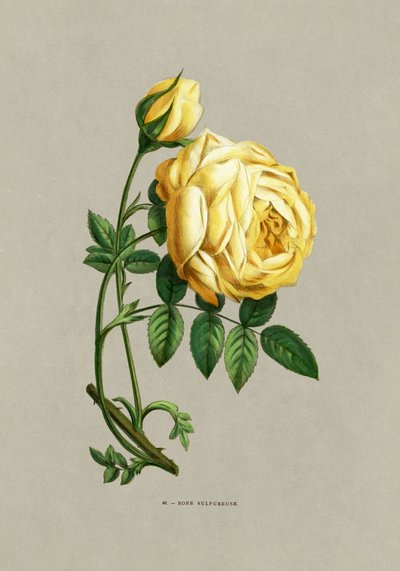 Rose Sulfureuse von F. Grobon