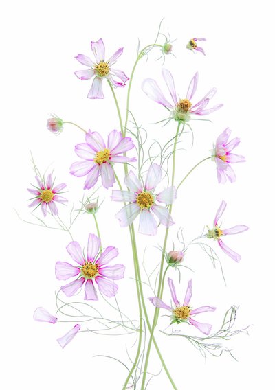 Ätherische Rosa Kosmos von Fangping Zhou
