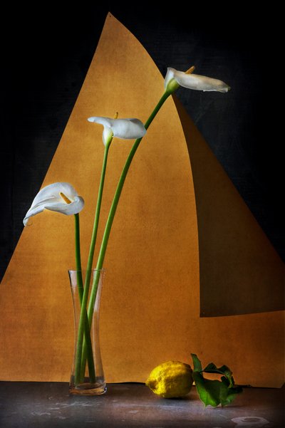 Gelassene Calla-Lilien Stillleben von Felice Angelino