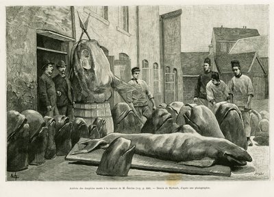 Die Ankunft der toten Delfine im Haus von Herrn Ostrom auf der Torrents-Insel. Gravur von Myrbach zur Illustration der Geschichte „Ein Monat im Archipel der Färöer“ von H. Labonne, veröffentlicht in Le Tour du monde 1887 von Felicien baron de Myrbach Rheinfeld