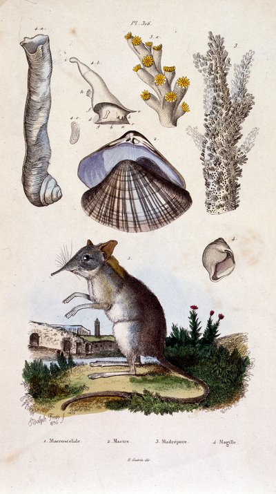 Botanische und zoologische Illustration von F. E. Guerin. Aus Dictionnaire pittoresque d