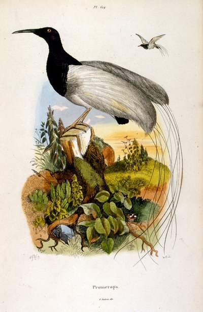 Botanische und zoologische Illustration von F. E. Guerin. Aus Dictionnaire pittoresque d