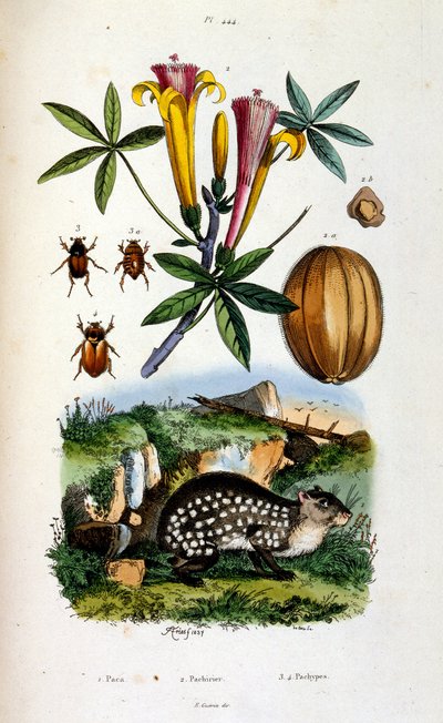 Botanische und zoologische Illustration von F. E. Guerin. Aus Dictionnaire pittoresque d