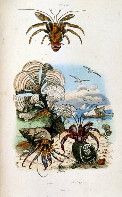 Botanische und zoologische Illustration von F. E. Guerin. Aus Dictionnaire pittoresque d