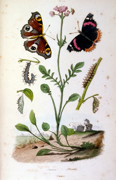 Botanische und zoologische Illustration von F. E. Guerin. Aus Dictionnaire pittoresque d