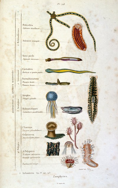 Botanische und zoologische Illustration von F. E. Guerin. Aus Dictionnaire pittoresque d