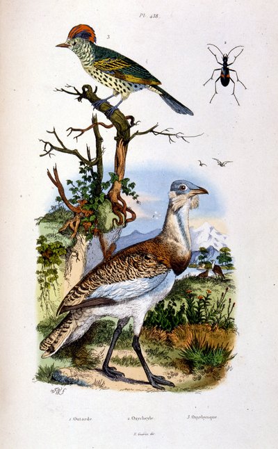 Botanische und zoologische Illustration von F. E. Guerin. Aus Dictionnaire pittoresque d