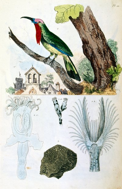 Botanische und zoologische Illustration von F. E. Guerin. Aus Dictionnaire pittoresque d