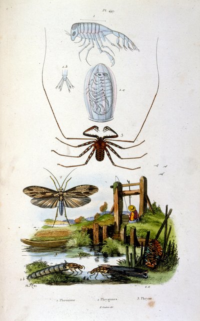 Botanische und zoologische Illustration von F. E. Guerin. Aus Dictionnaire pittoresque d