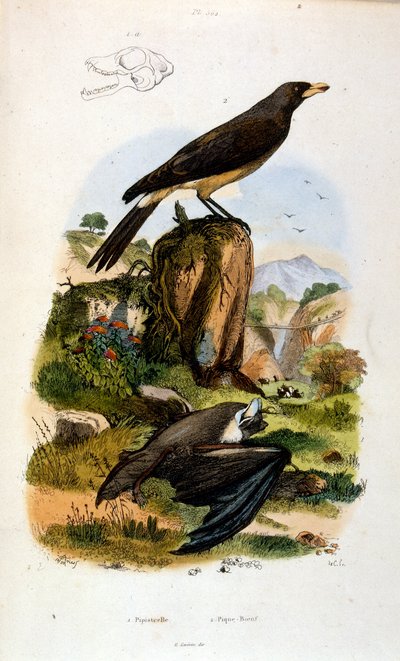 Botanische und zoologische Illustration von F. E. Guerin. Aus Dictionnaire pittoresque d
