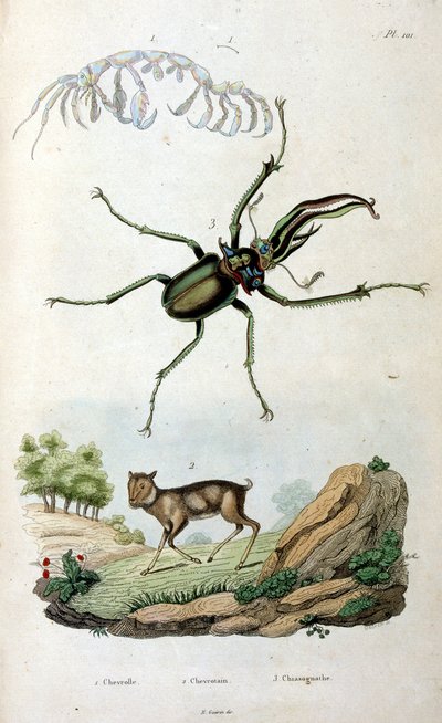 Botanische und zoologische Illustration von F. E. Guerin. Aus Dictionnaire pittoresque d