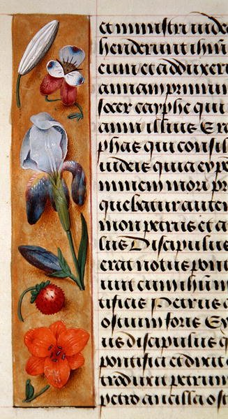 Ms. 1058-1975, f.16v: (Detail) einer floralen Bordüre aus einem Stundenbuch, ca. 1500 von Flemish School