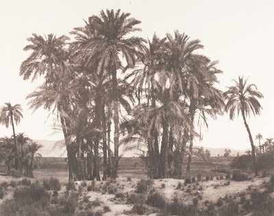 Karnak, Gruppe von Dattelpalmen vom Punkt A gesehen, 1851-52, gedruckt 1853-54 von Félix Teynard