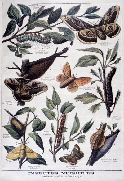 Schädliche Insekten: Raupen, Schmetterlinge und Motten, 1897 von Fortuné Méaulle