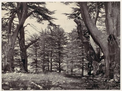 Zedern des Libanon von Francis Frith