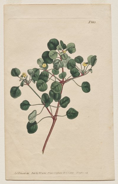 The Botanical Magazine or Flower Garden Displayed: Tafel 883, Euphorbia Petiolaris. Langstielige Wolfsmilch von Francis Sansom