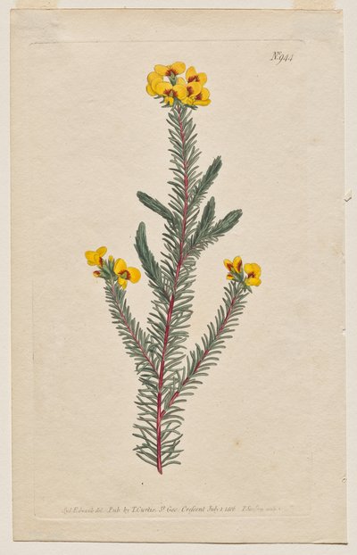 Das Botanische Magazin oder Blumengarten: Tafel 944, Dillwynia Glaberrima. Glattblättrige Dillwynnia. [Dillwynia ericifolia gaberrima] von Francis Sansom