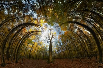 Herbstwald Tunnel von Francois Casanova