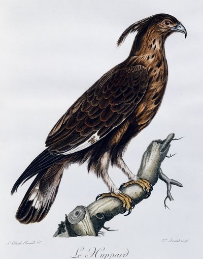 Langschopfadler, Gravur aus Histoire Naturelle des Oiseaux d
