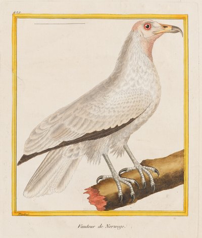 Vautour de Norwege (Norwegischer Geier), 1787 von Francois Nicolas Martinet
