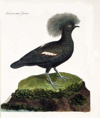 Zoologische Tafel (Ornithologie): Der Fasan von Indien (Goura-Krone oder Goura cristata). Illustration in „Die Geschichte der Vögel, gemalt in ihren erscheinenden und empfindlichen Aspekten“ von Francois Nicolas Martinet (1731-1800). Private Sammlung. von Francois Nicolas Martinet