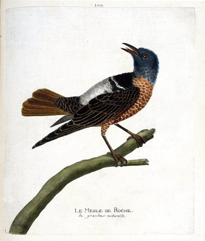 Zoologische Tafel (Ornithologie): Felsenschwarzvogel (Felsenschwarzvogel oder Monticola saxatilis). Illustration in „Die Geschichte der Vögel, gemalt in ihren erscheinenden und empfindlichen Aspekten“ von Francois Nicolas Martinet (1731-1800). von Francois Nicolas Martinet