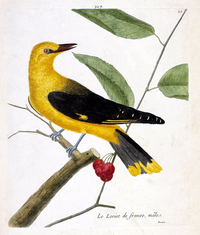 Zoologische Tafel (Ornithologie): Der männliche französische Pirol (Europäischer Pirol oder Oriolus oriolus) auf einem Ast. Illustration in „Die Geschichte der Vögel, gemalt in ihren erscheinenden und empfindlichen Aspekten“ von Francois Nicolas Martinet ( von Francois Nicolas Martinet